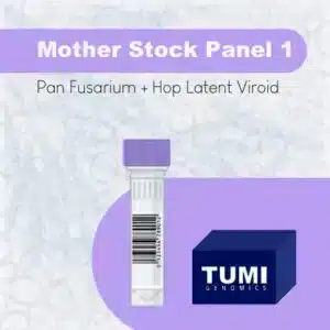 Mother Stock Screening 1 (HLVd + Pan Fusarium)
