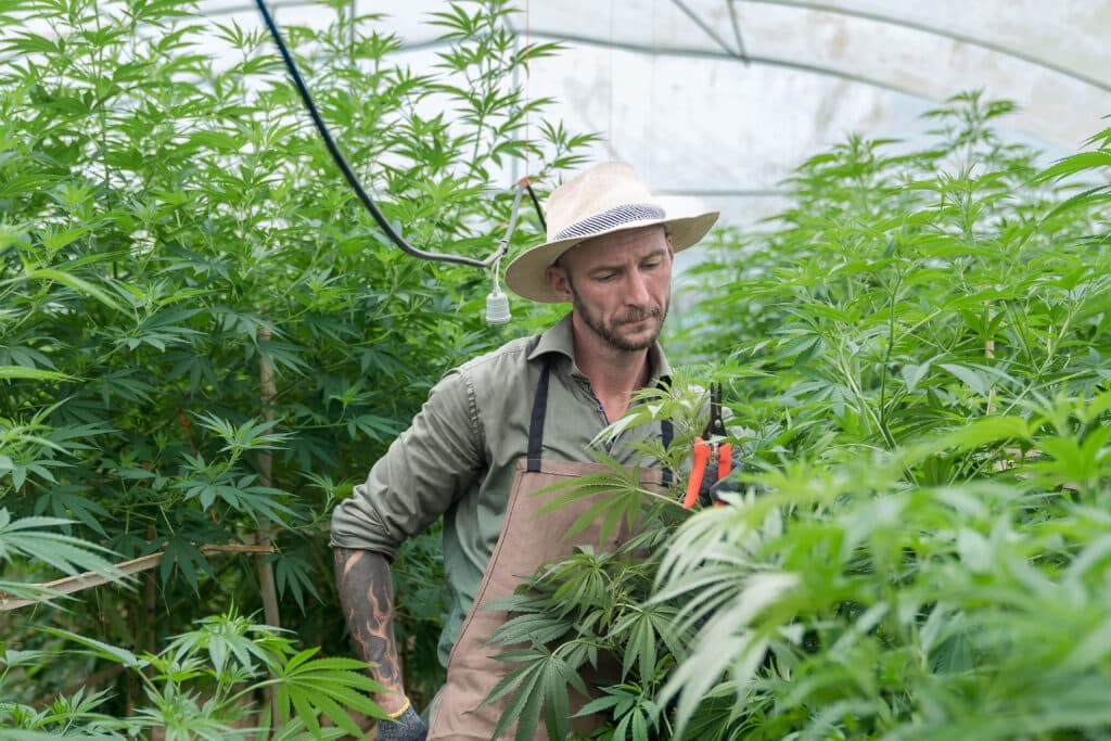 marijuana grower trimming leaves to encourage the plant to bud